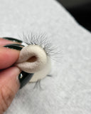 Cashmere Dream Camellia Lash Trays - 0.05